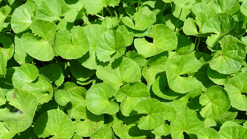 Pupočník ázijský (Centella asiatica)